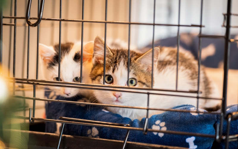 かしわおひげの会